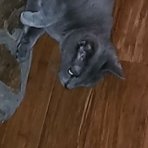 Meet your Posher, Elisha